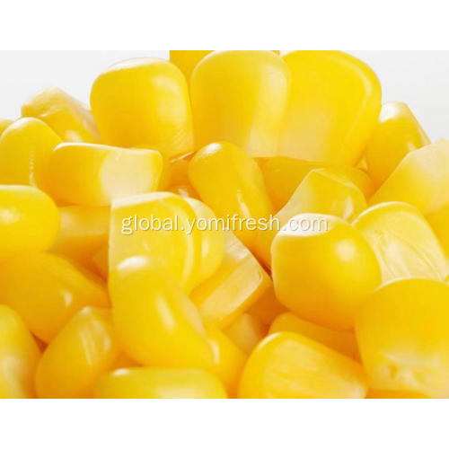 Yellow Sweet Corn Organic Corn Kernels Manufactory